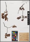 Foto von Salix aurita L. x Salix myrtilloides L.